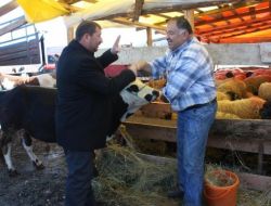 Görele’de Kurbanlık Pazarı Hareketlendi