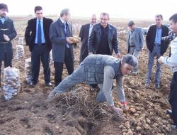 Deprem, Ahlatlı Patates Üreticisini De Vurdu
