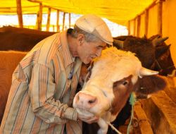 Antalyalı Duyarlı Davrandı, Van'dan Getirilen Hayvanlar Yok Satıyor