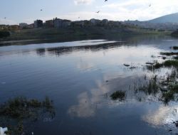 Sultanbeyli Göletinde Binlerce Balık Kıyıya Vurdu
