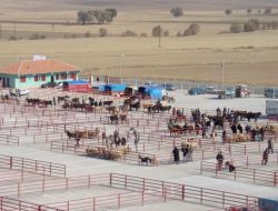 Sarıkaya Canlı Hayvan Pazarı Kurban Bayramı Öncesi Açıldı