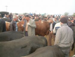 Düzce’de Kurban Pazarında Yoğunluk