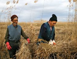 Sultansazlığı’nın Bin Hektarlık Alanında Saz Kesimine İzin Verildi