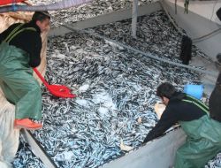 Limanda Hamsinin Kilosu 80 Kuruştan