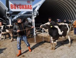 Balıkesir'de 1,2 Tonluk Kurbanlık Boğa Alıcı Bekliyor