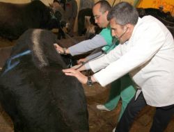 Çankaya'da Kurbanlıkların Büyük Kısmı Satıldı