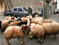Midyat’ta Kurban Pazarlarında Hareketlilik Devam Ediyor
