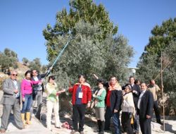 Çinli, Japon Ve İranlılar Aydın'da Zeytin Topladı