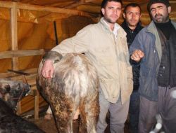 Kurbanlıkları Avrupa Yakasında Satmak İstiyorlar