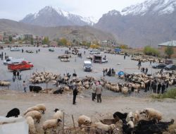 Hakkari’de Kurbanlıklar Alıcı Bekliyor