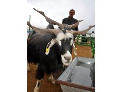 Kurban Pazarında Hareketlilik Başladı