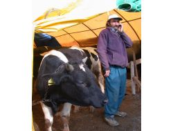 Kurban Satıcıları İthal Hayvanlardan Şikayetçi