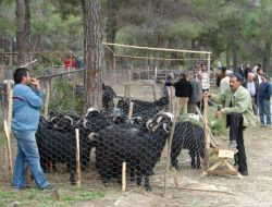 Manavgat'ta Hayvan Satış Ve Kesim Yerlerinde Sıkı Denetim