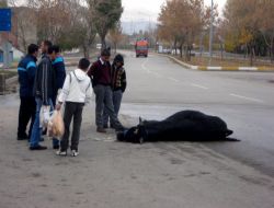 Kaçan Kurbanlık Boğa Bayıltılarak Yakalandı