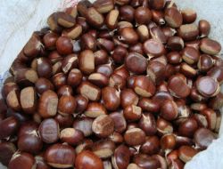 Kestane Köylü Kadınların Gelir Kaynağı Oldu