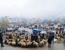 Hakkari’de Kar Yağışı Kurbanlık Satışlarını Olumsuz Etkiliyor