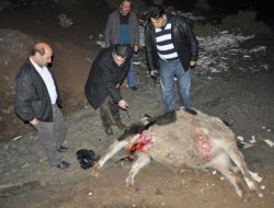 Kaçak Kesilen İneğin Etini İmha Ettiler