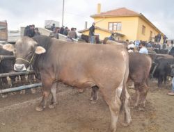 Yozgat’ta Bayram Arefesinde Kurban Pazarı Canlandı