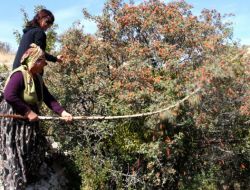 Çankaya'da Dikilen Kuşburnular İlk Meyvelerini Verdi