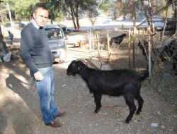 Manavgat'ta Kurban Satışları Satıcıların Yüzünü Güldürdü