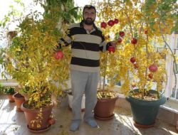 Balkonunu Bahçe Yaptı, Nar Yetiştiriyor