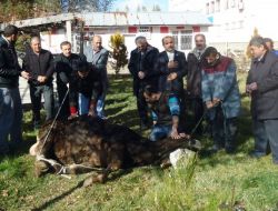 4 Eylül Kültür Ve Dayanışma Derneği Cem Vakfı’nda Kurban Kesti