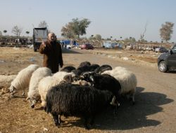Kurbanı Elinde Kalan Satıcının Kombina İsyanı