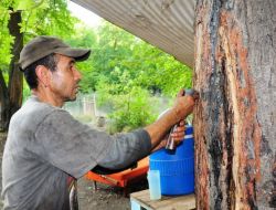 Kleopatra’nın İksiri Yok Oluyor, Sığla Yağı Üretimi Yok Denecek Kadar Azaldı
