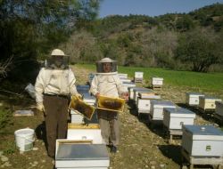 Zeytin Sineği İle Mücadele Dönemi Sebebiyle Arıcılar Uyarıldı