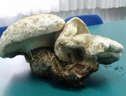 Karpuz Büyüklüğündeki Mantar Dikkat Çekiyor