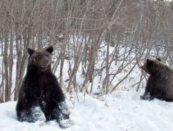 Rusya'da Aç Ayılar Yol Kenarında Dilenciliğe Başladı