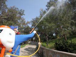 Karabağlar’da 5 Bin Çam Ağacı İlaçlandı