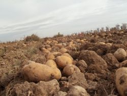 Niğde'de 100 Bin Ton Patatesi Don Vurdu