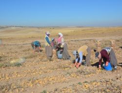Patates Üreticilerini, Fiyat Düşüklüğünden Sonra Don Olayı Vurdu