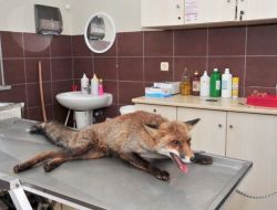 Kurnazlığıyla Bilinen Tilki De Trafik Kurbanı Oldu