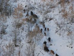 MUŞ’TA HAYVAN GÖÇÜ BAŞLADI