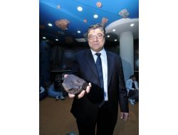 Bilim Öğrenirken Göktaşı Buldular