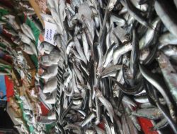 Balıkçılar Hareketlilik Bekliyor..