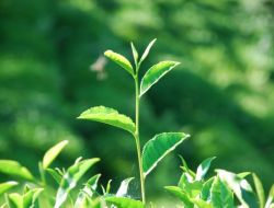 Rize’de Çayın 2023 Vizyonu Tartışılacak