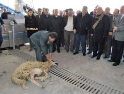 Protokol Açılışta Kurban Edilecek Koyunun Kıblesini Şaşırdı.