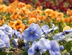 Gül Yağı İle Tanınan Türkiye, Park Ve Bahçelerine Dikeceği Gülleri İthal Ediyor