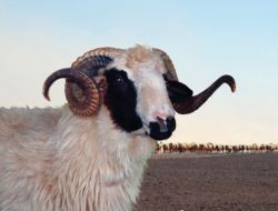 Deniz Feneri'nden kurban teşekkürü