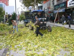 Göz Dönemi Ağaç Budama Çalışmaları Başladı
