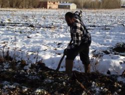 Bayburt’ta 500 Ton Pancar Kar Altında Kaldı