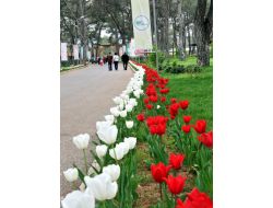 Kepez Belediyesi, İlçeye 210 Bin Çiçek Soğanı Dikecek