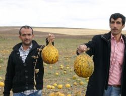 Kavun Üreticileri Umutlarını Kışlık Kavuna Bağladı