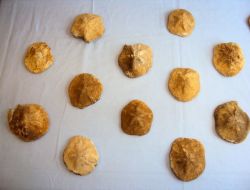 Kocaeli'nde Operasyon