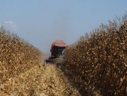 Buğdayın Yeni Rakibi Dane Mısır