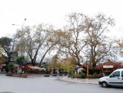 550 Yıllık "Fetih Çınarları" Ereğli’nin Simgesi Oldu