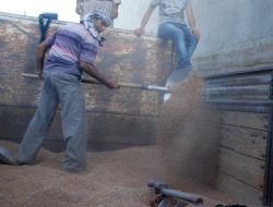 "Kırmızı Mercimek Üretiminde Ciddi Düşüş Yaşanıyor"